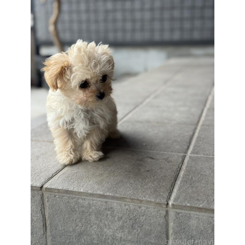 販売中の鹿児島県のチワプー:チワワ×トイプードル-444891の6枚目