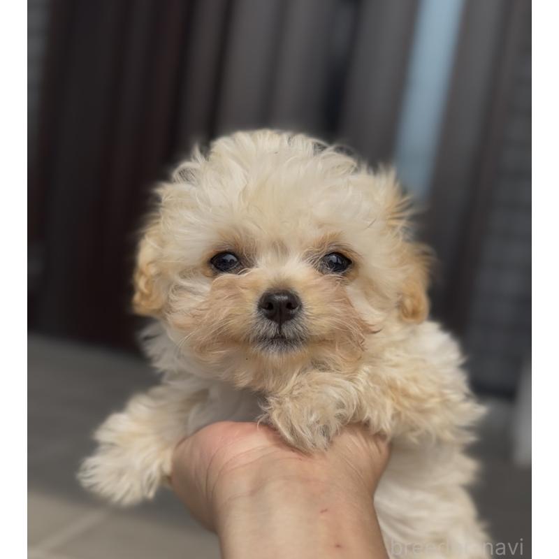 販売中の鹿児島県のチワプー:チワワ×トイプードル-444891の5枚目