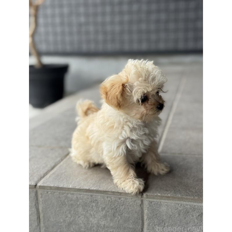 販売中の鹿児島県のチワプー:チワワ×トイプードル-444891の4枚目