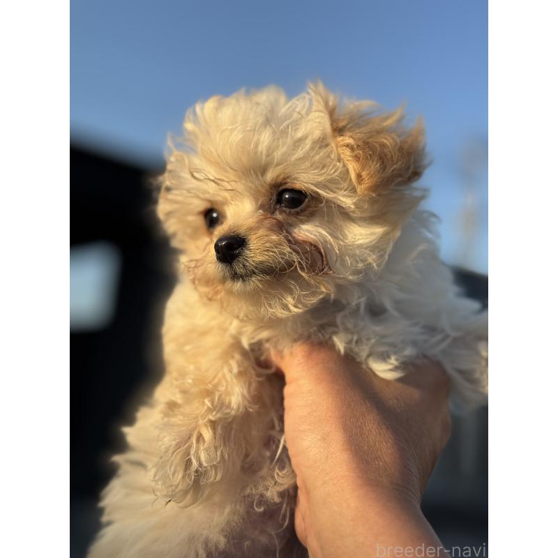 販売中の鹿児島県のチワプー:チワワ×トイプードル-444891の3枚目