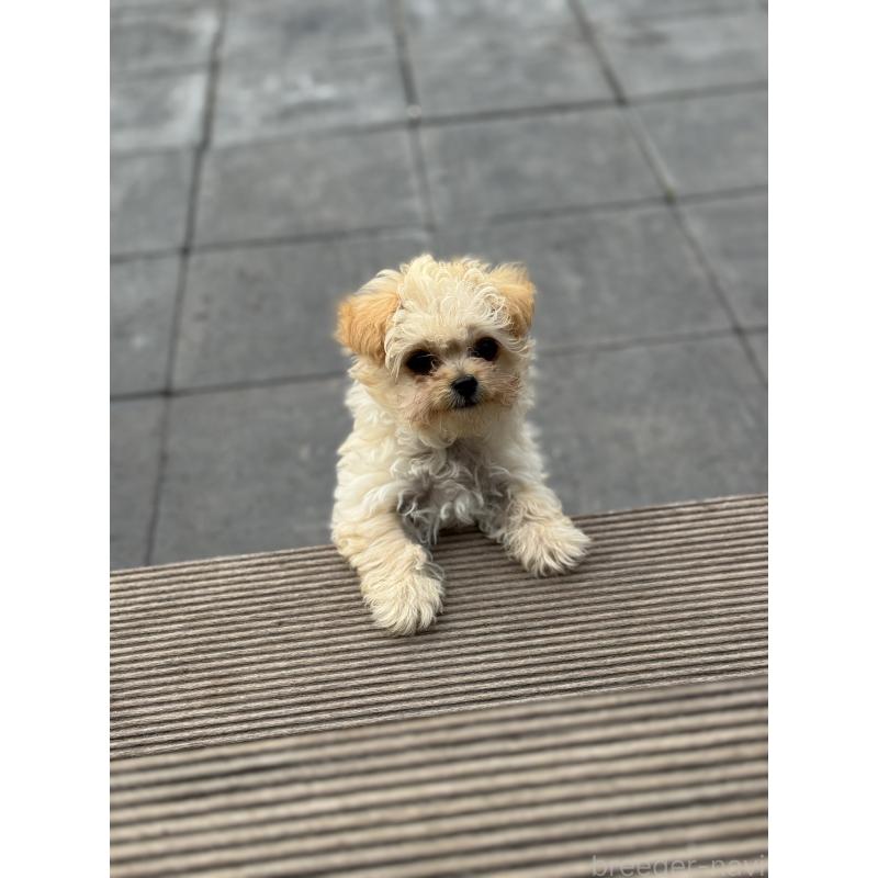 販売中の鹿児島県のチワプー:チワワ×トイプードル-444891の2枚目