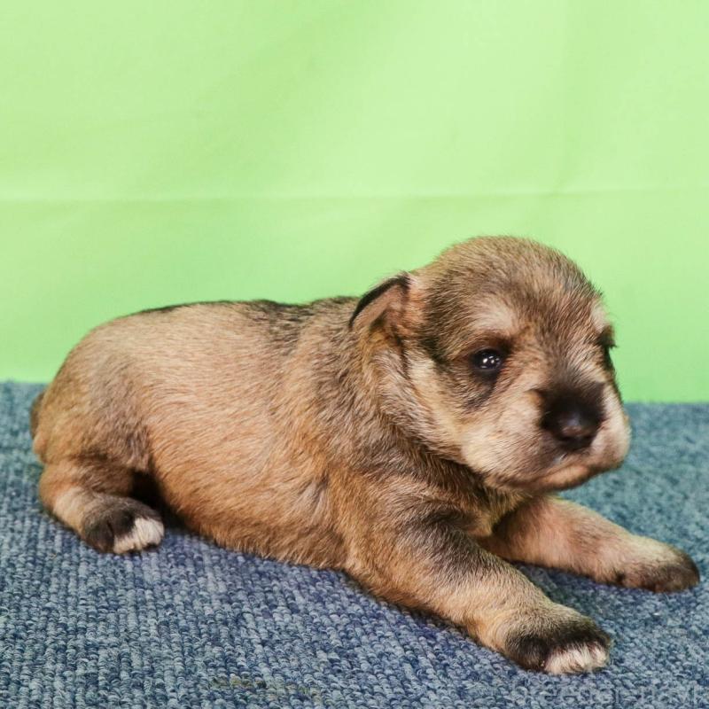 販売中の愛知県のミニチュアシュナウザー-456672の3枚目