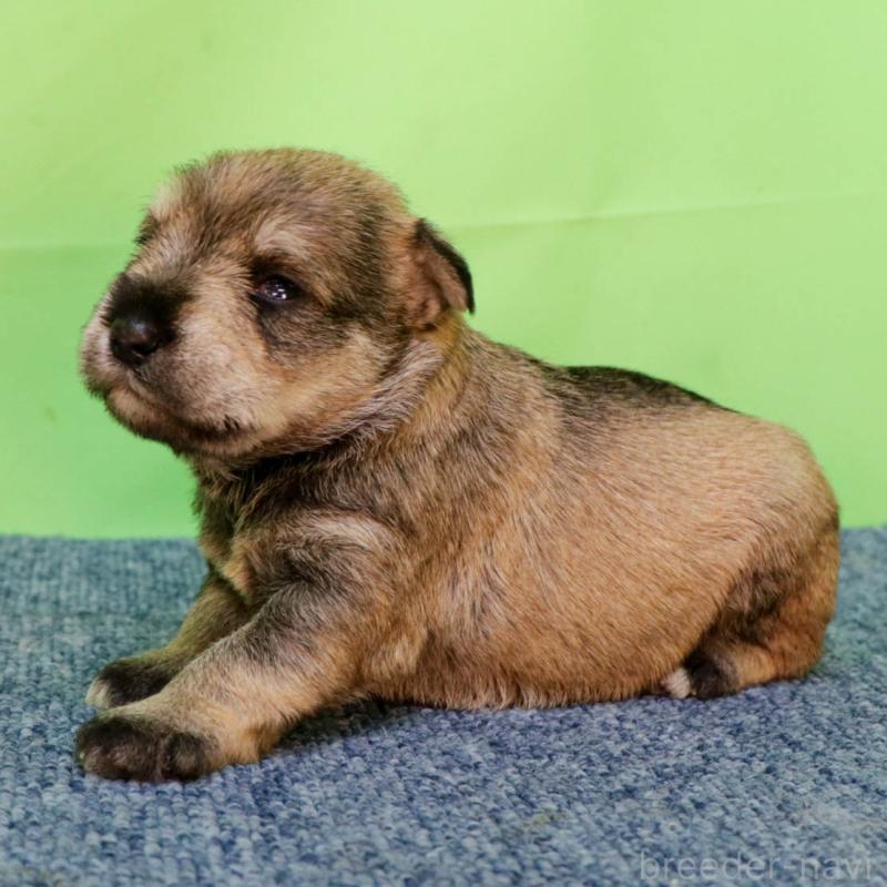 販売中の愛知県のミニチュアシュナウザー-456672の2枚目