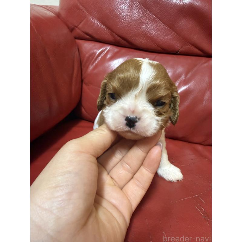 販売中の岡山県のキャバリアキングチャールズスパニエル-456673の6枚目