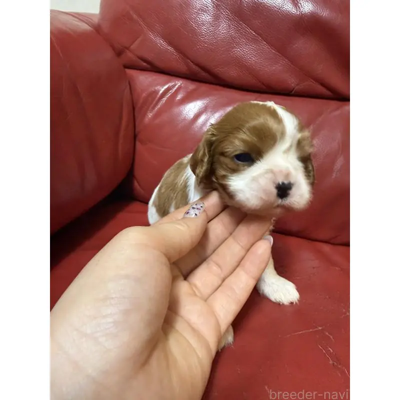 販売中の岡山県のキャバリアキングチャールズスパニエル-456673の5枚目