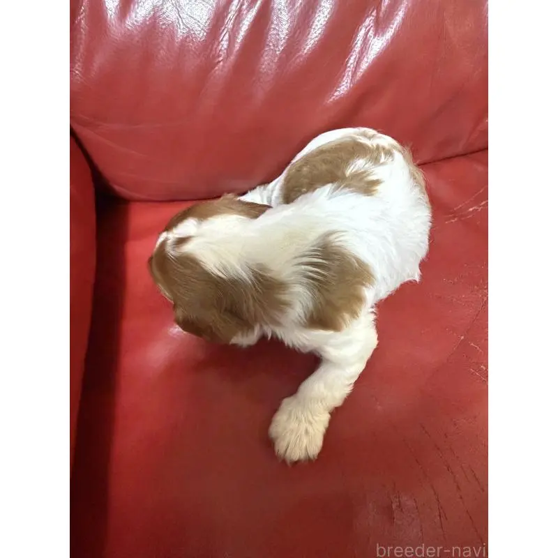 販売中の岡山県のキャバリアキングチャールズスパニエル-456673の4枚目