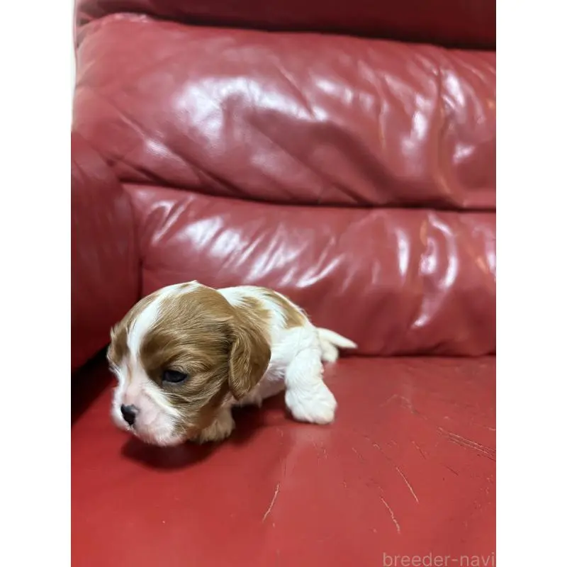 販売中の岡山県のキャバリアキングチャールズスパニエル-456673の3枚目