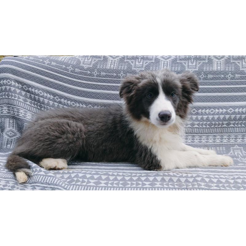 販売中の千葉県のボーダーコリー-456590の5枚目