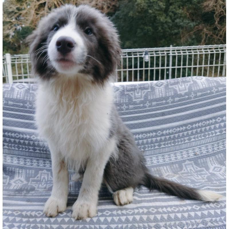 販売中の千葉県のボーダーコリー-456590の4枚目