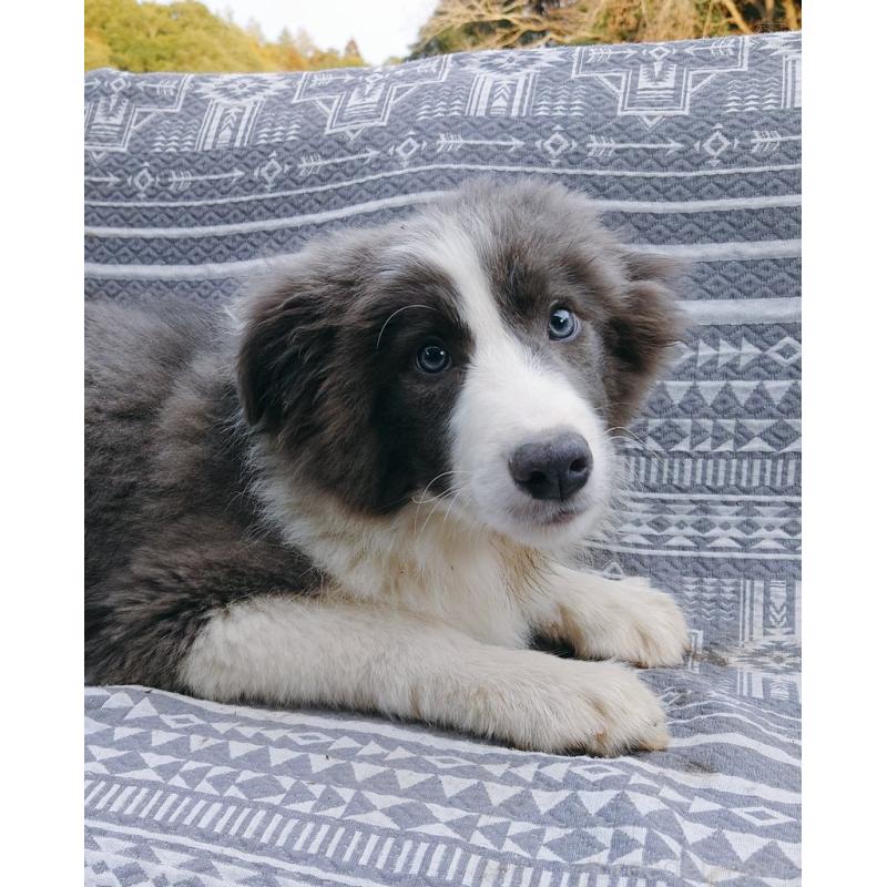 販売中の千葉県のボーダーコリー-456590の3枚目