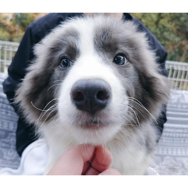 販売中の千葉県のボーダーコリー-456590の2枚目