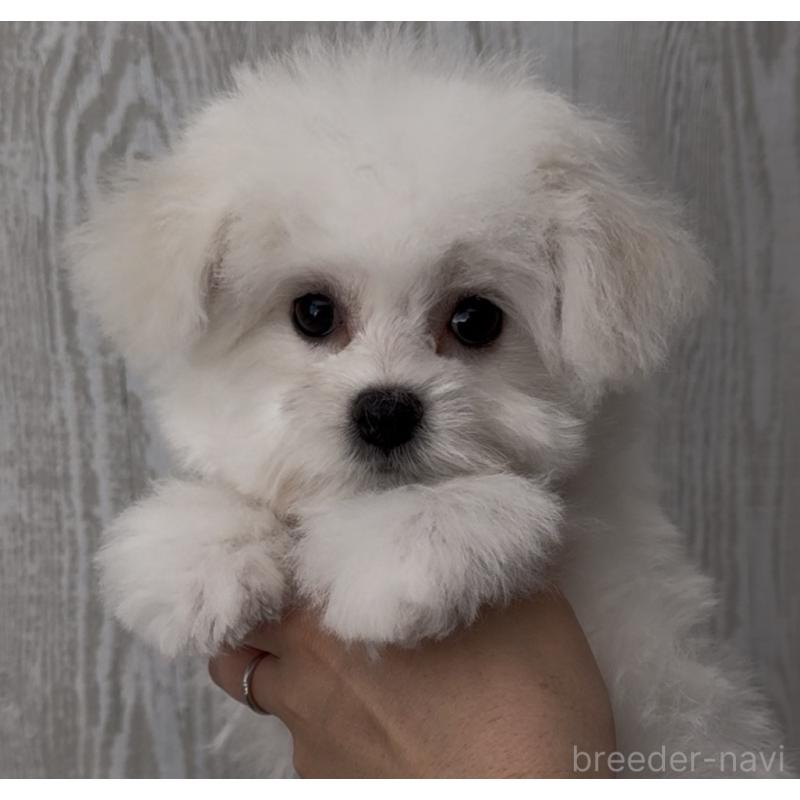 販売中の三重県のビションフリーゼ-435356