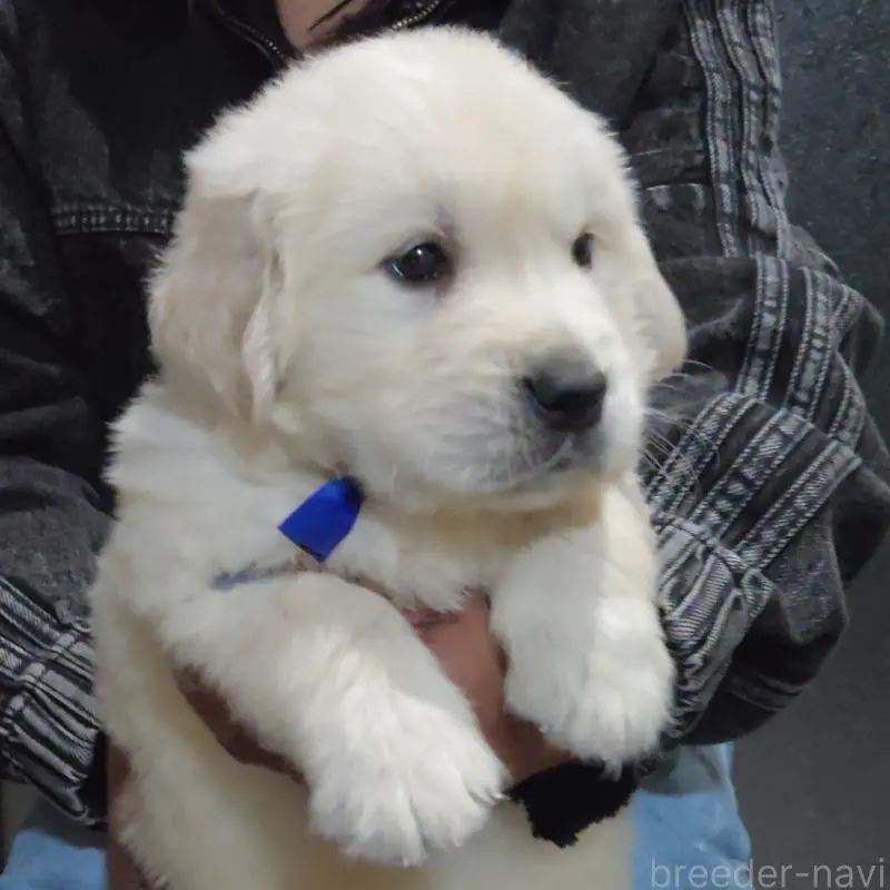 販売中の三重県のゴールデンレトリーバー-456591の7枚目