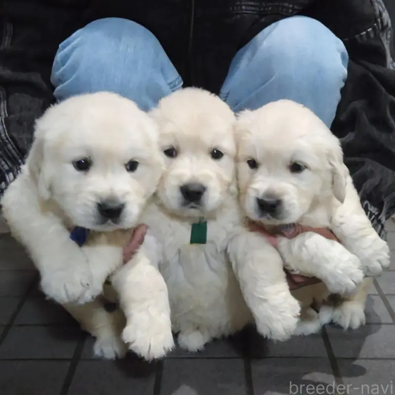 販売中の三重県のゴールデンレトリーバー-456591の5枚目