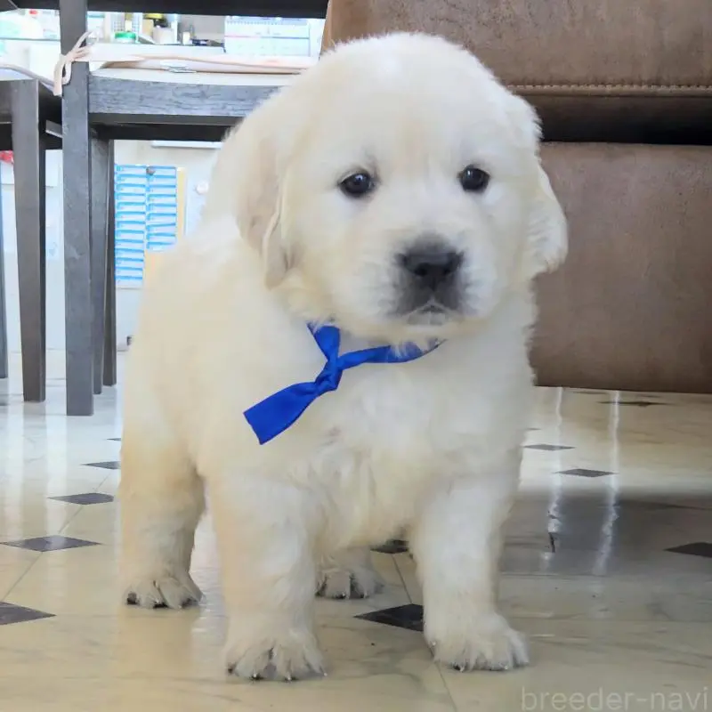 販売中の三重県のゴールデンレトリーバー-456591の4枚目