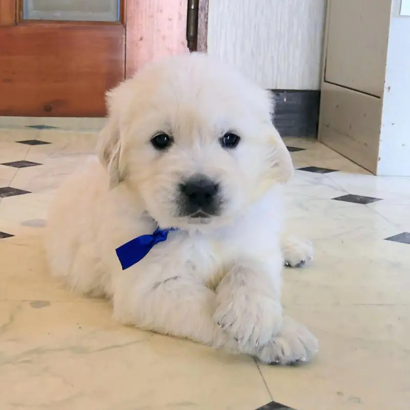 販売中の三重県のゴールデンレトリーバー-456591の3枚目