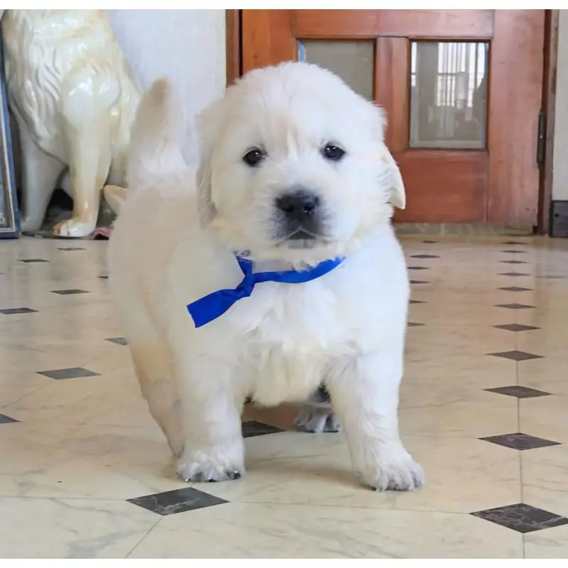 販売中の三重県のゴールデンレトリーバー-456591の2枚目