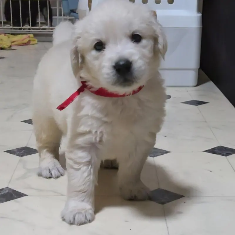 販売中の三重県のゴールデンレトリーバー-456592の4枚目