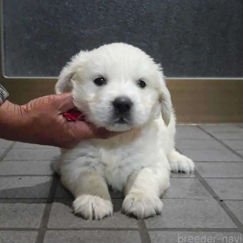 販売中の三重県のゴールデンレトリーバー-456592の3枚目