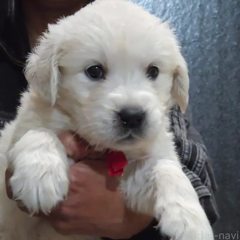 販売中の三重県のゴールデンレトリーバー-456592の2枚目