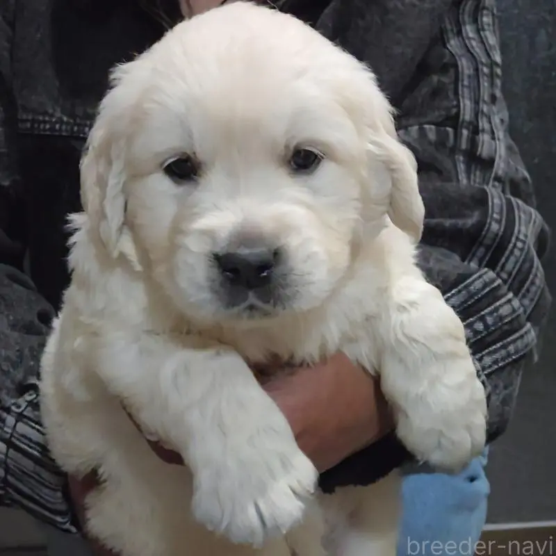 販売中の三重県のゴールデンレトリーバー-456593の7枚目