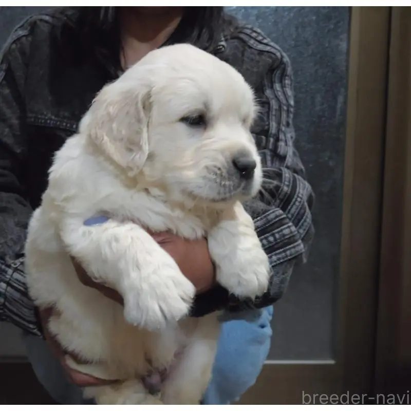 販売中の三重県のゴールデンレトリーバー-456593の6枚目