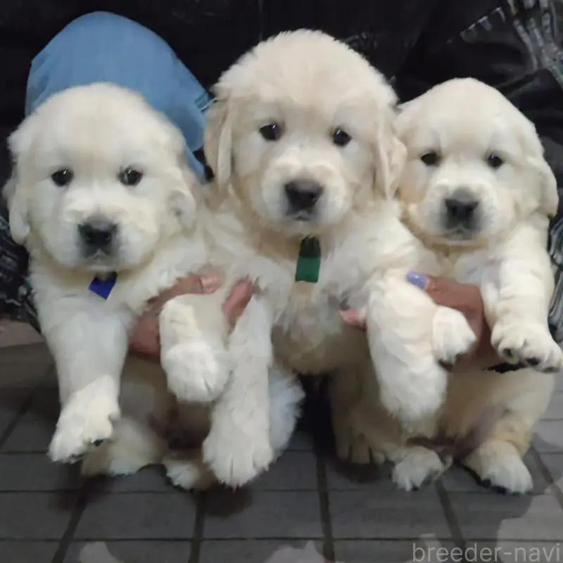 販売中の三重県のゴールデンレトリーバー-456593の5枚目