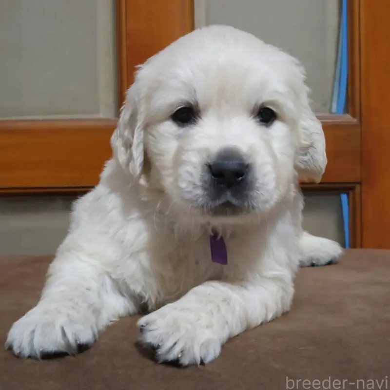 販売中の三重県のゴールデンレトリーバー-456593の4枚目