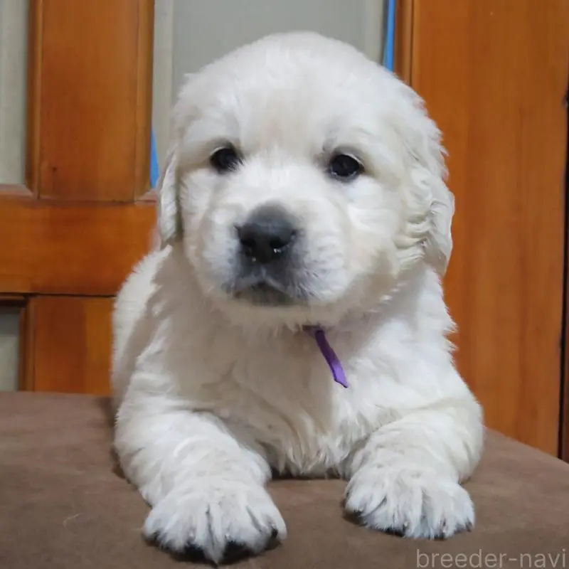 販売中の三重県のゴールデンレトリーバー-456593の3枚目