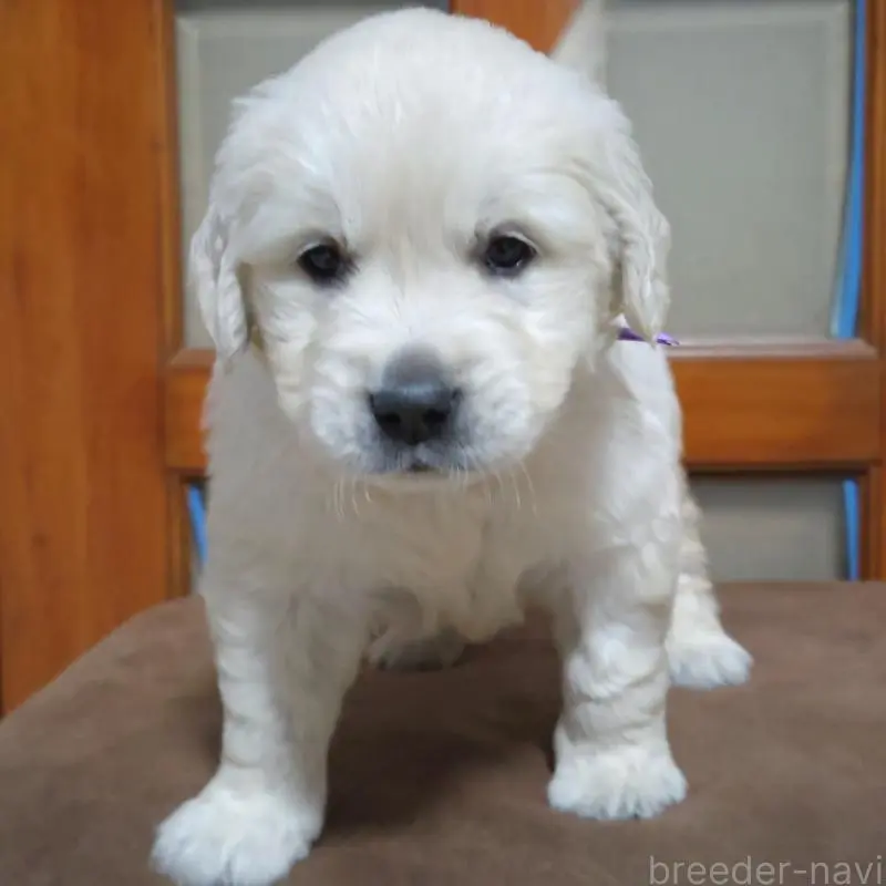 販売中の三重県のゴールデンレトリーバー-456593の2枚目