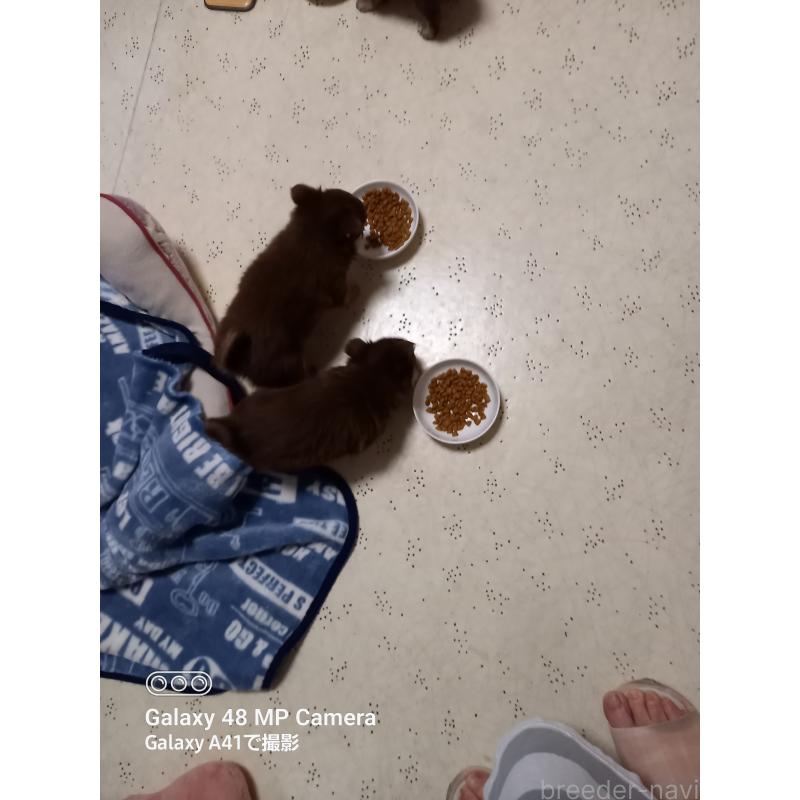 販売中の山口県のチワワ(ロングコート)-453152の2枚目