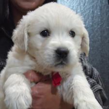 ♀︎ゴールデンレトリーバー