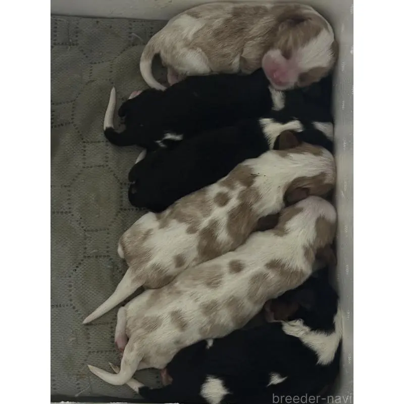 販売中の埼玉県のキャバリアキングチャールズスパニエル-456597の3枚目