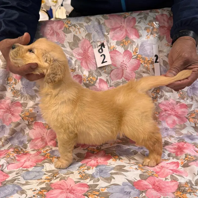 販売中の福岡県のゴールデンレトリーバー-456599の6枚目