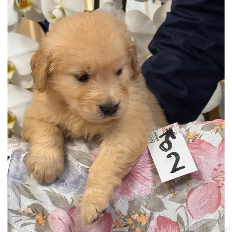 販売中の福岡県のゴールデンレトリーバー-456599の5枚目