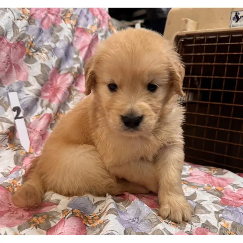 販売中の福岡県のゴールデンレトリーバー-456599の4枚目