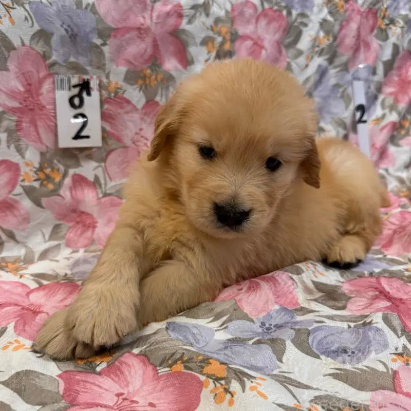 販売中の福岡県のゴールデンレトリーバー-456599の3枚目