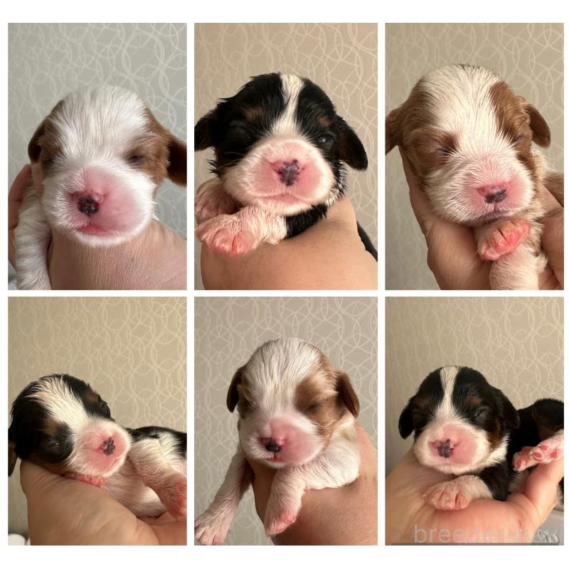 販売中の埼玉県のキャバリアキングチャールズスパニエル-456603の5枚目