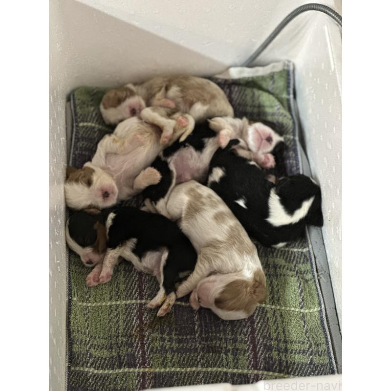 販売中の埼玉県のキャバリアキングチャールズスパニエル-456603の4枚目