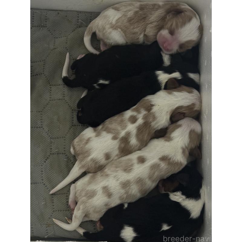 販売中の埼玉県のキャバリアキングチャールズスパニエル-456603の3枚目