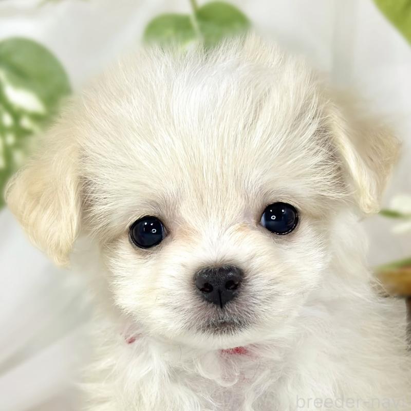 販売中の滋賀県のチワマル:チワワ×マルチーズ-454649