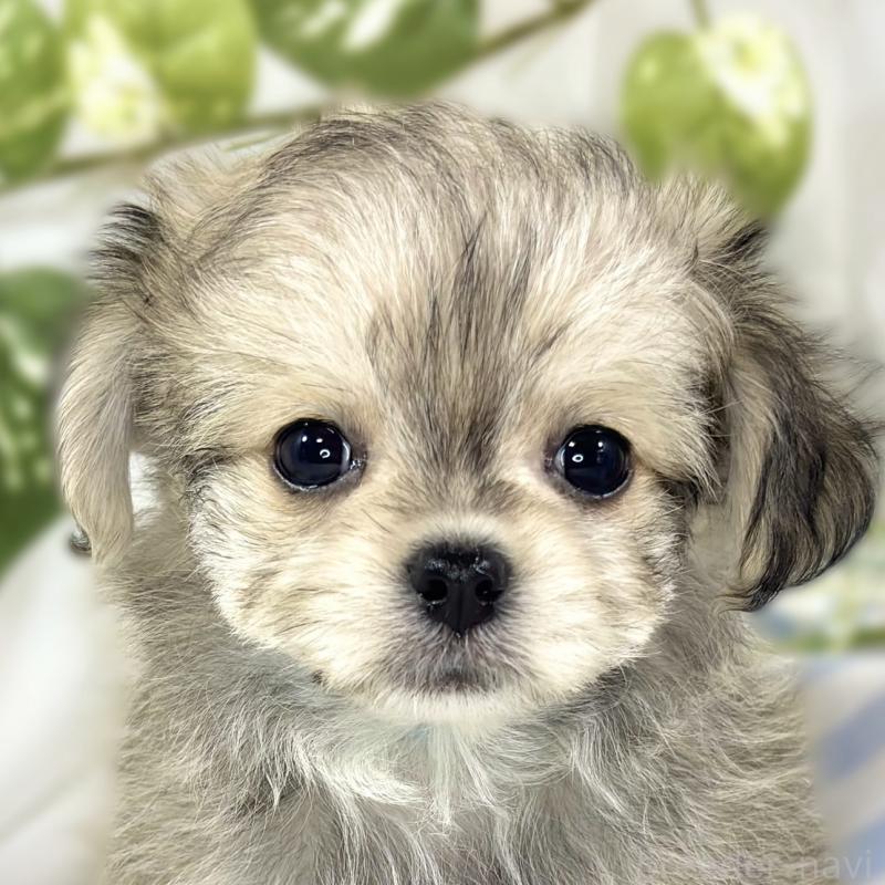 販売中の滋賀県のチワマル:チワワ×マルチーズ-454650