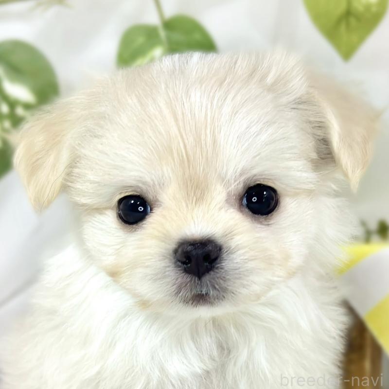 販売中の滋賀県のチワマル:チワワ×マルチーズ-454651