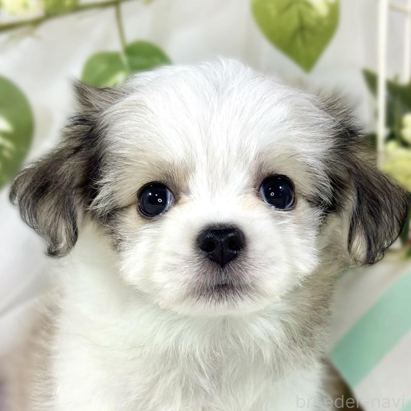 販売中の滋賀県のチワマル:チワワ×マルチーズ-454652