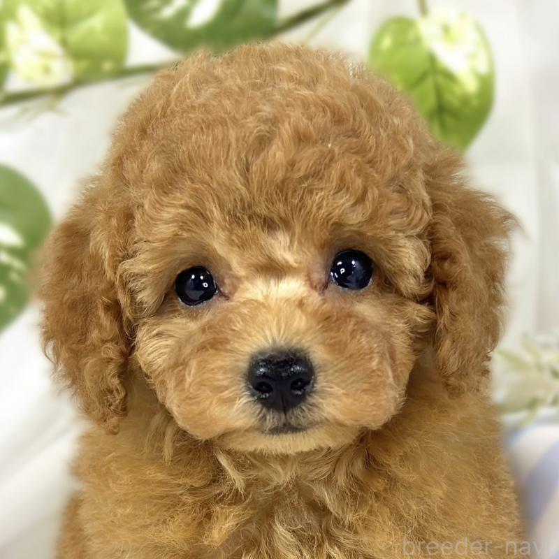販売中の滋賀県のトイプードル-454648