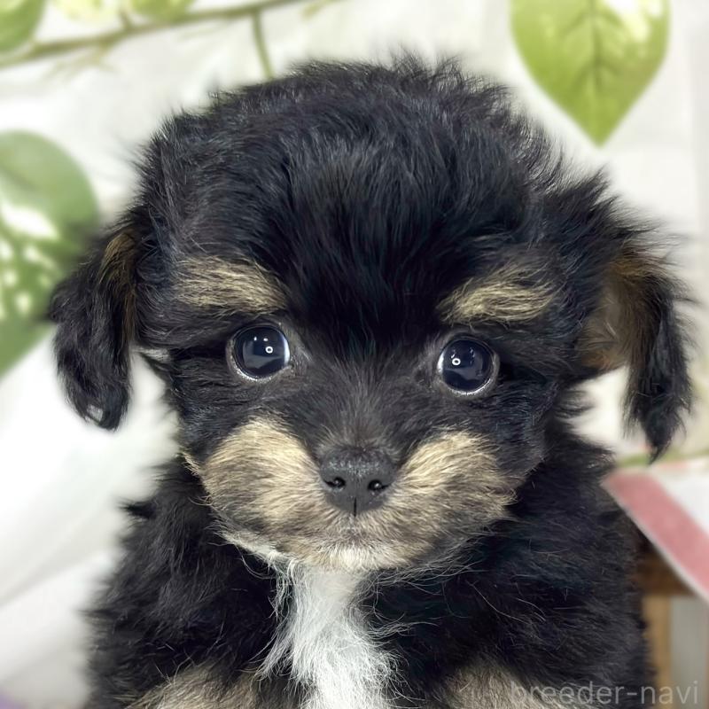 販売中の滋賀県のチワプー:チワワ×トイプードル-454653