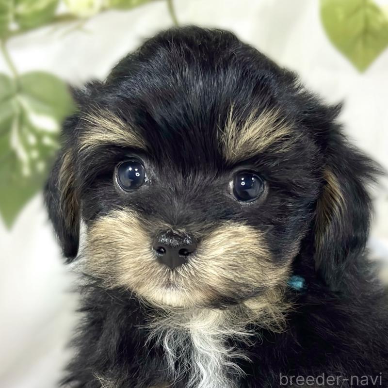 販売中の滋賀県のチワプー:チワワ×トイプードル-454654