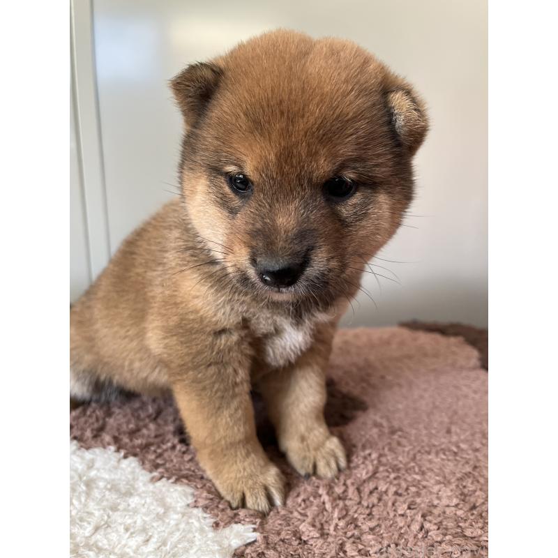 販売中の大分県の豆柴-456604の3枚目