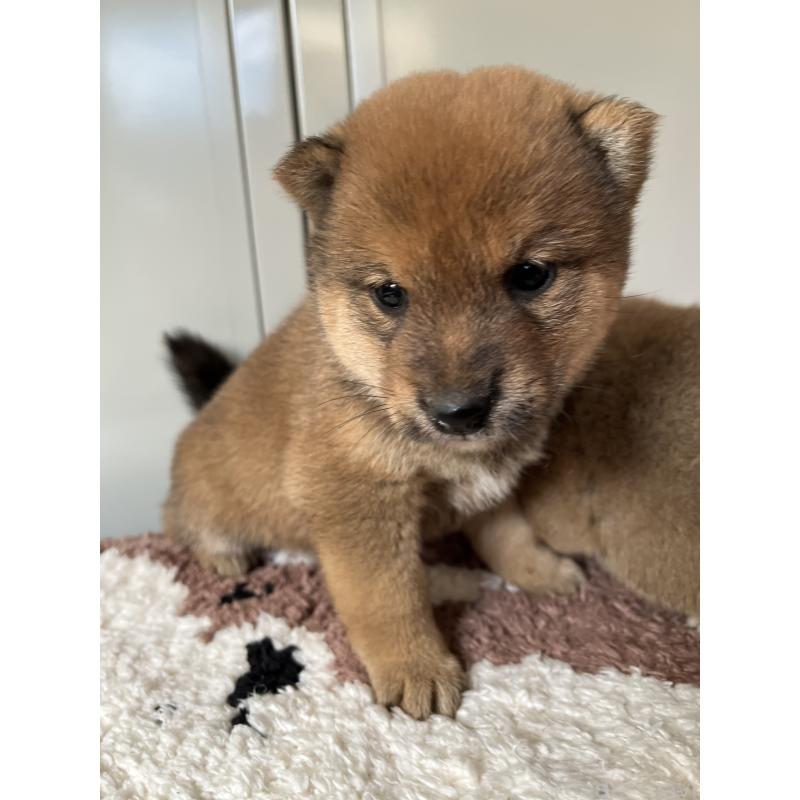 販売中の大分県の豆柴-456604の2枚目