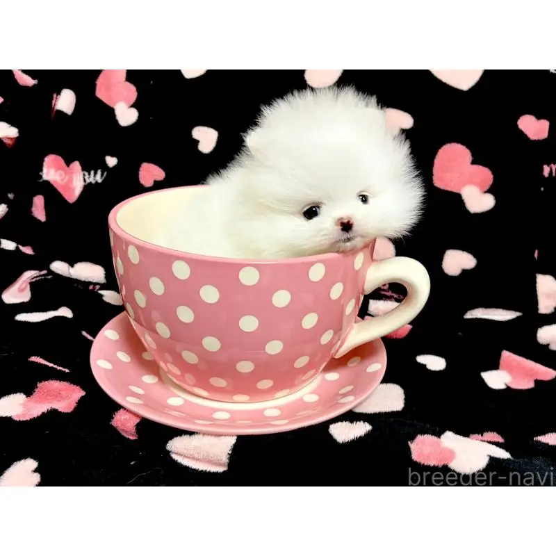 販売中の京都府のポメラニアン-456675の3枚目